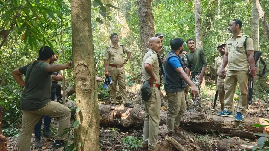 tiger attack mananthavadi
