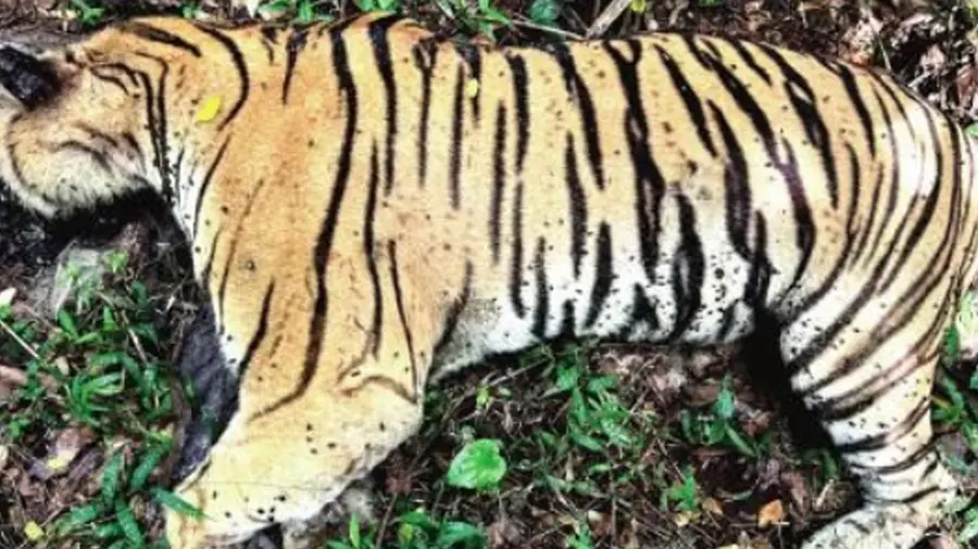 tiger death