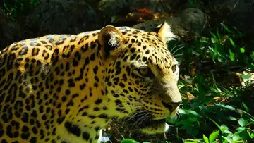 tiger kasarkode.