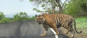 കടുവ