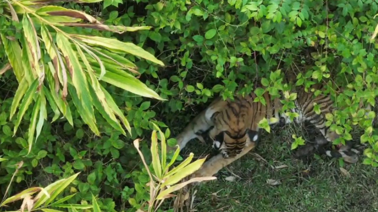 tiger near grampi
