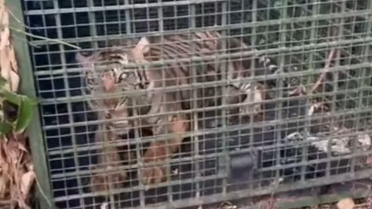 tiger pathanamthitta
