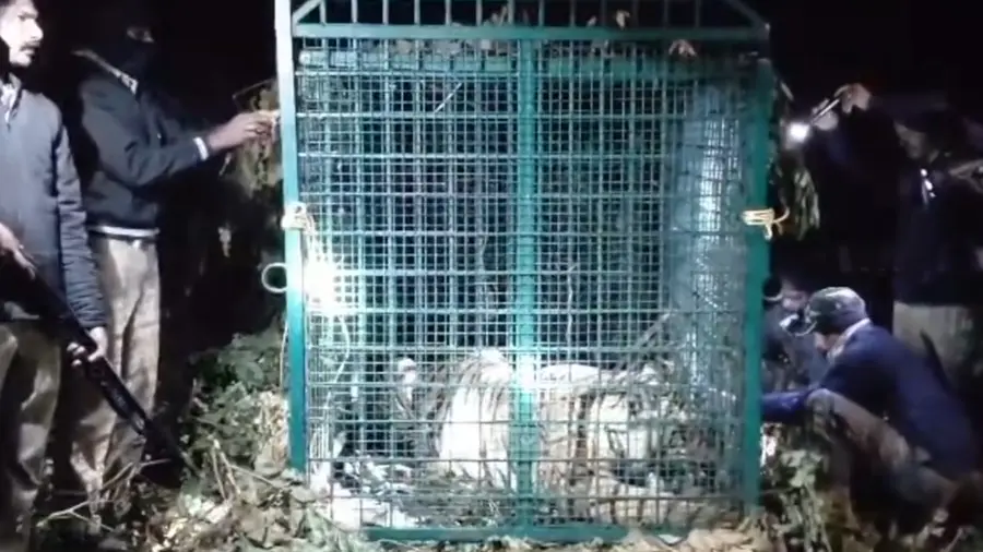 tiger trapped