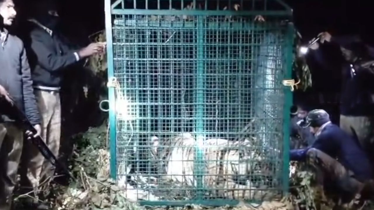 tiger trapped