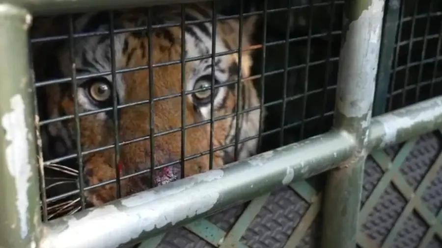 tiger trapped