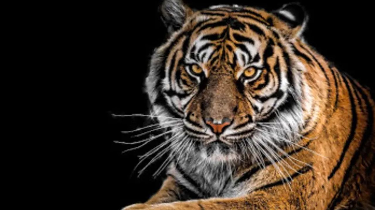 tiger wayanad