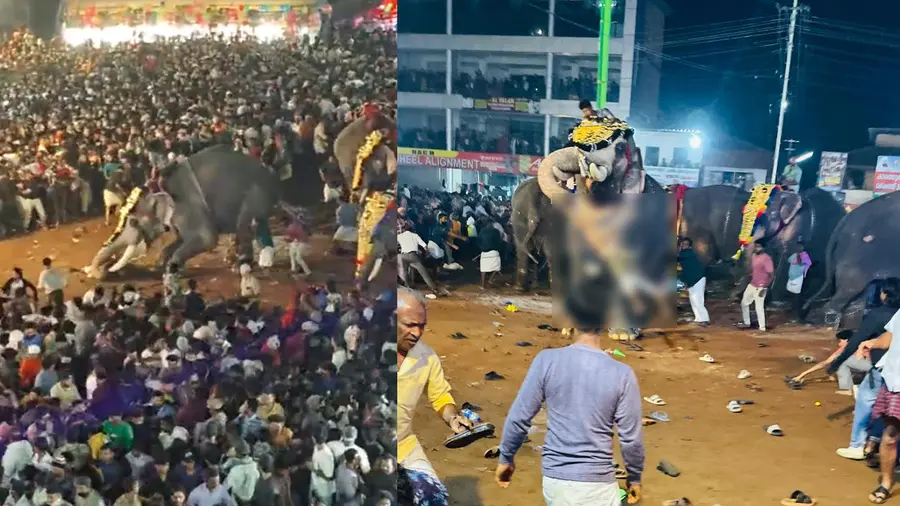 tirur elephant