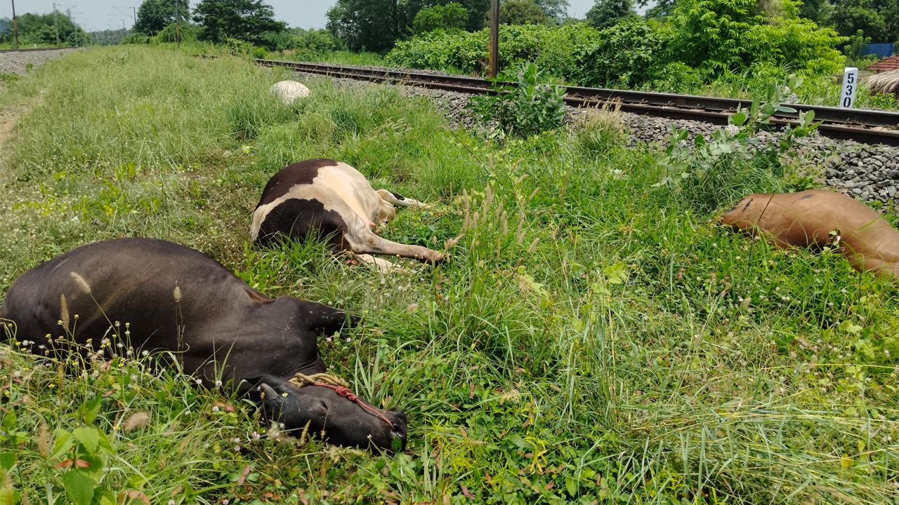 train-hit-cattle