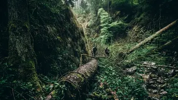 trapped in forest