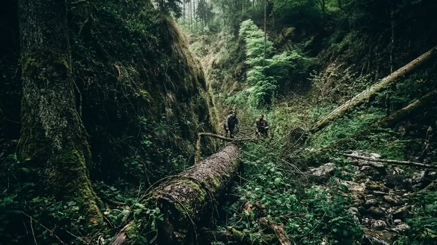 trapped in forest