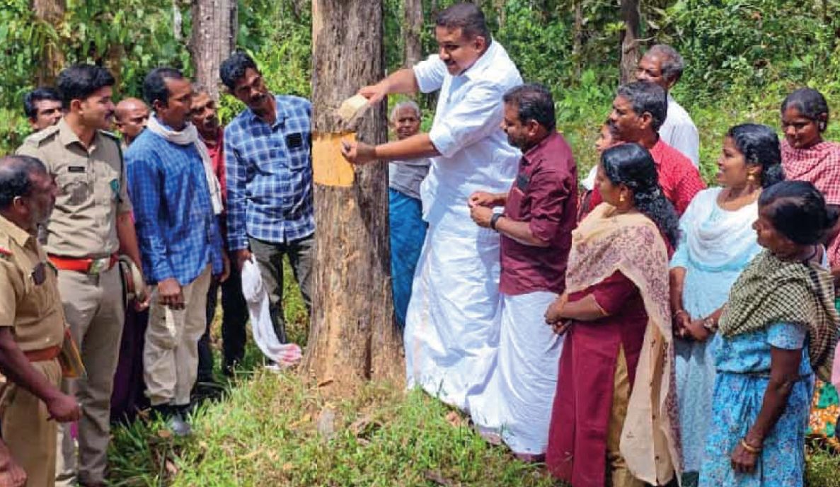 tree cutting
