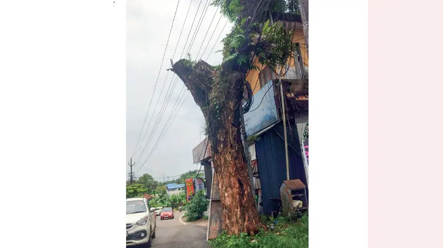 Big tree
