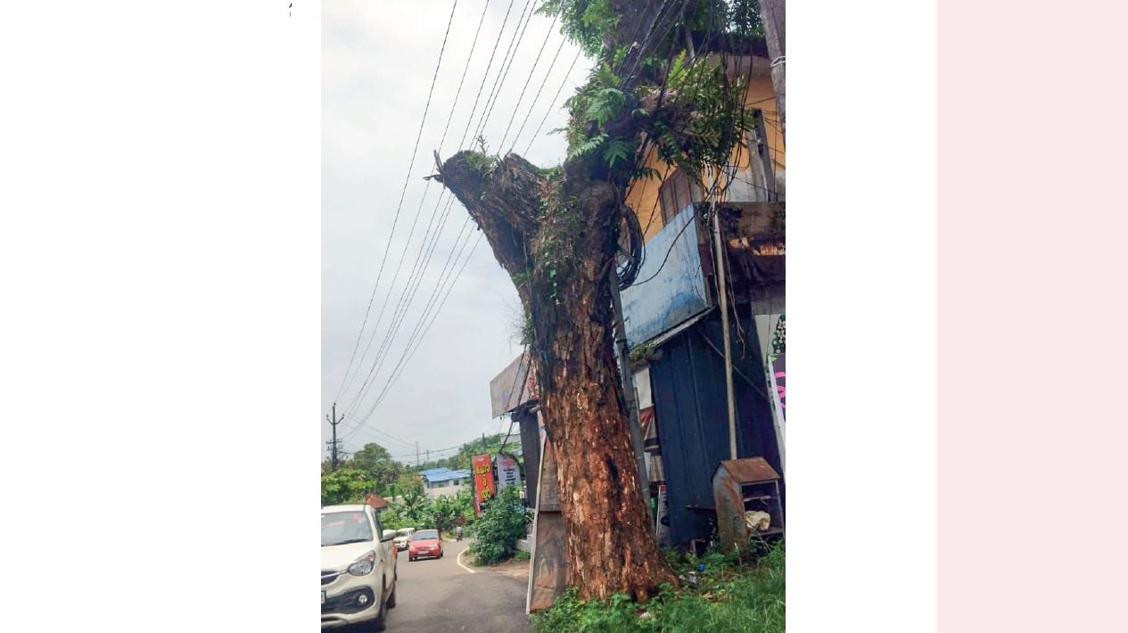 Big tree
