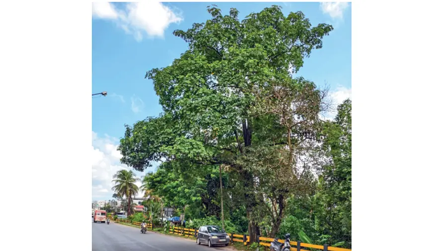 big tree
