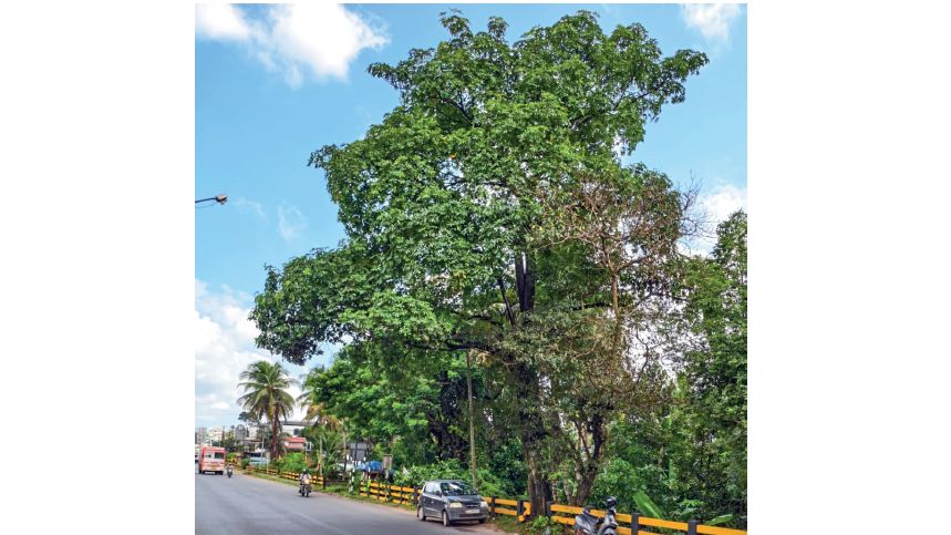 big tree