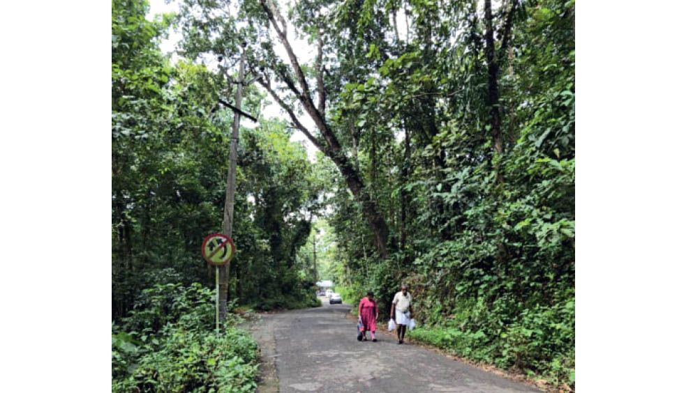 Tree leaning over the road poses a threat to travelers