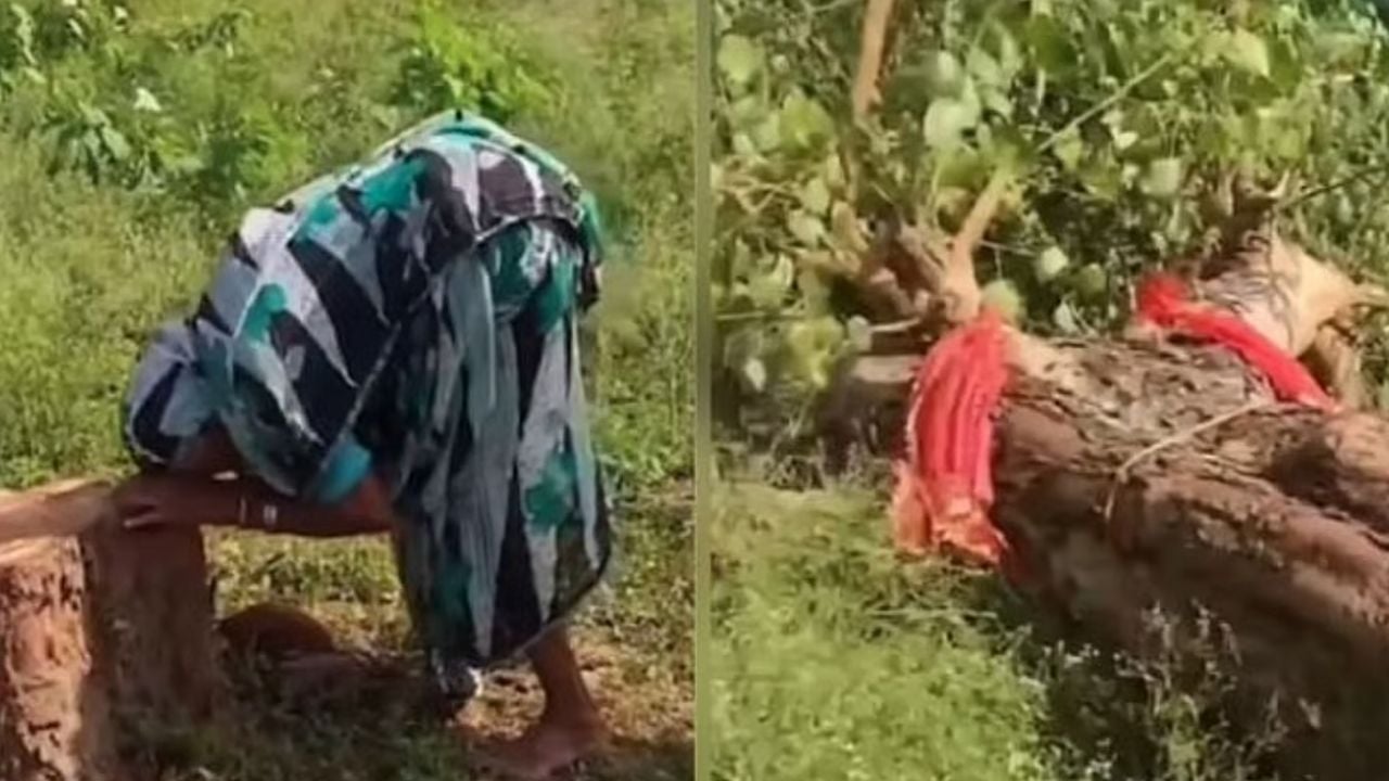 tree cutting