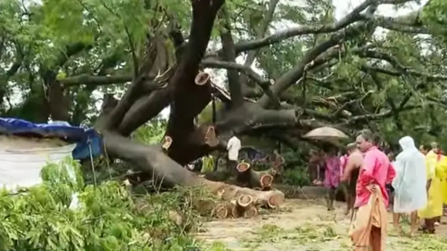 മരം കടപുഴകിവീണു