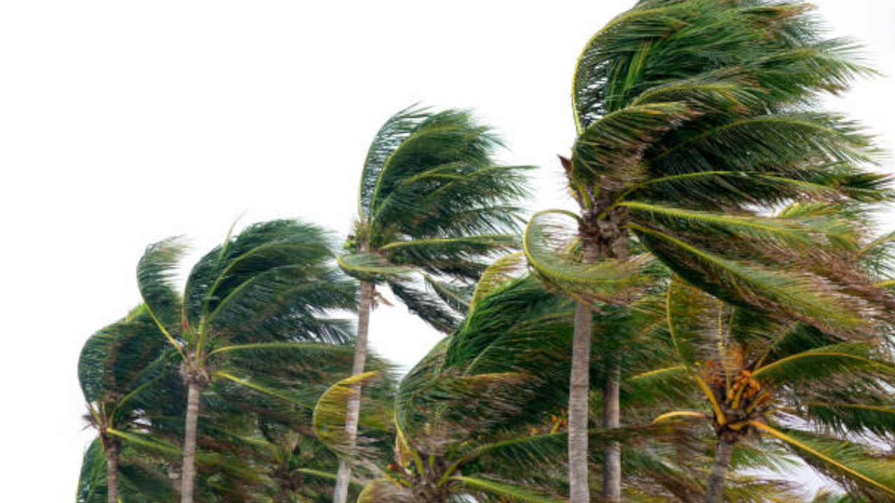 tree rain wind