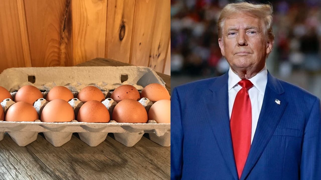 egg shortage