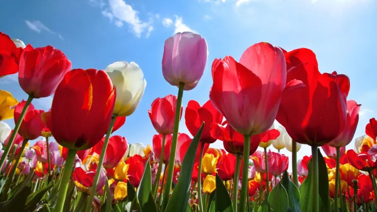 tulip