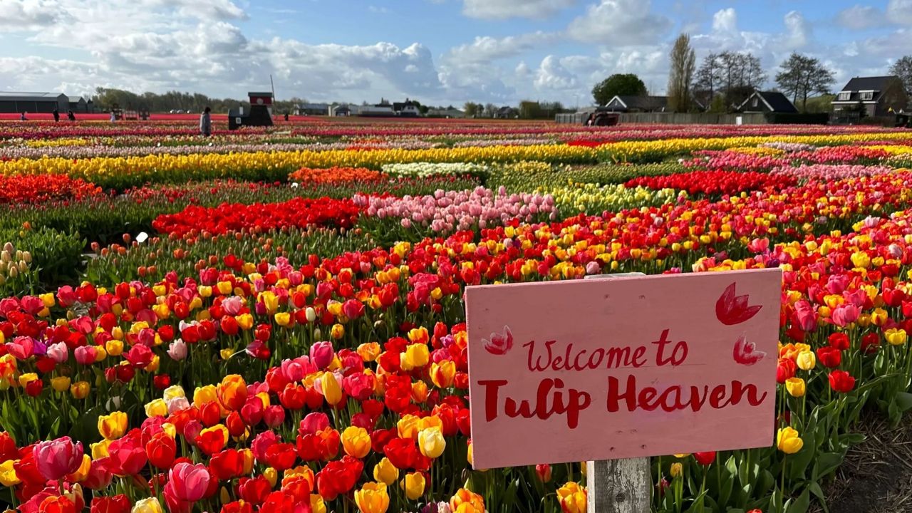 tulip