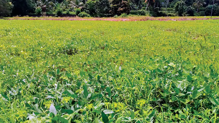 മുണ്ടൂർതാഴം പാടത്ത് വിളവെടുപ്പിന് പാകമായ ഉഴുന്ന് ചെടികൾ