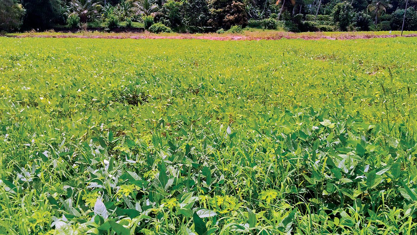 മുണ്ടൂർതാഴം പാടത്ത്  വിളവെടുപ്പിന് പാകമായ ഉഴുന്ന് ചെടികൾ