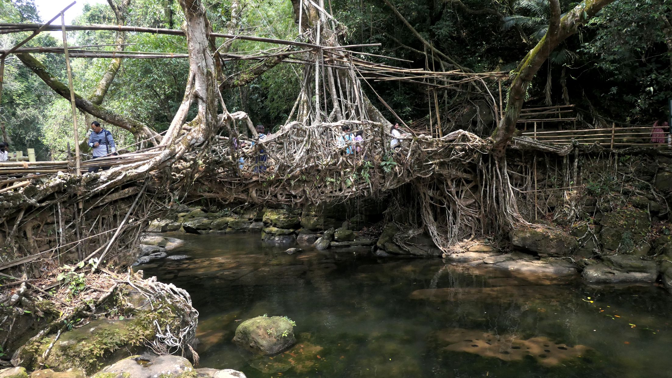 റിവായിലെ വേരുപാലം