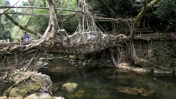 റിവായിലെ വേരുപാലം