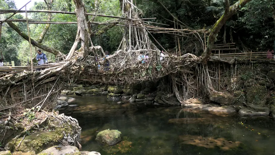 റിവായിലെ വേരുപാലം
