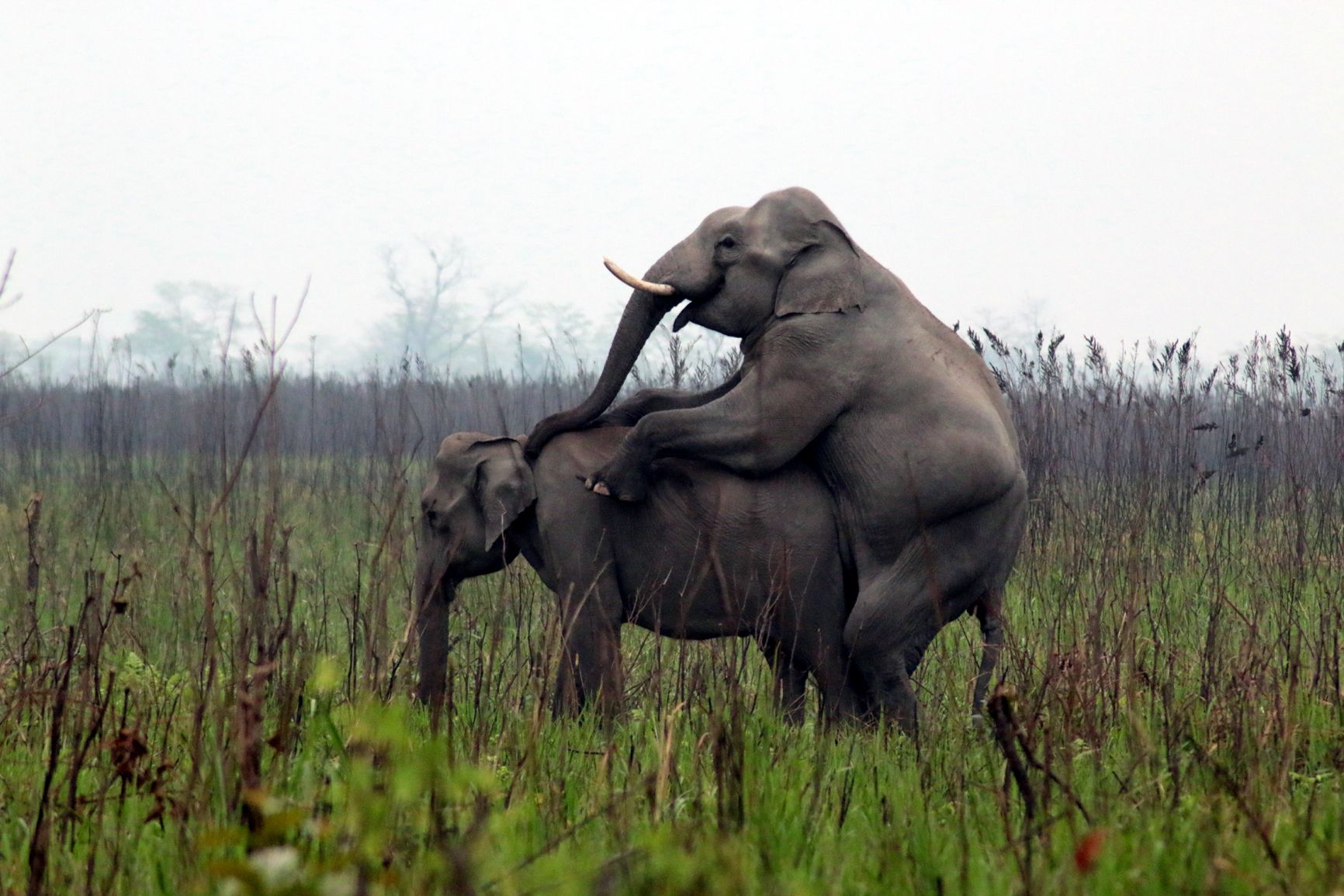 മാനസ്‌ നാഷണൽ പാർക്കിൽ ആനകൾ ഇണചേരുന്നു