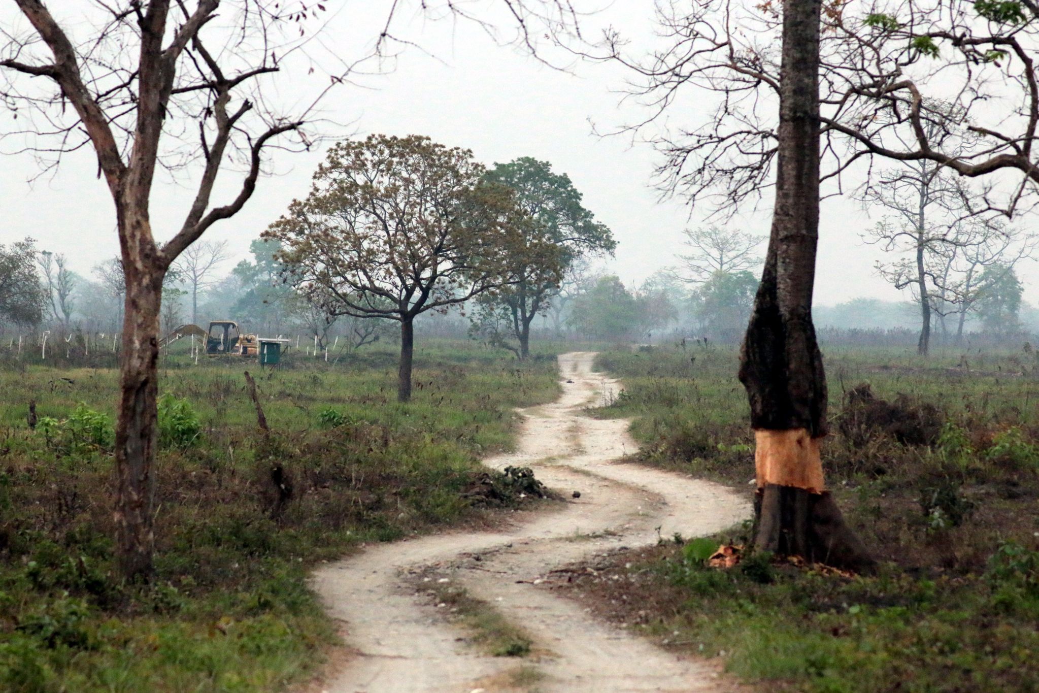 മാനസ്‌ നാഷണൽ പാർക്കിലെ അടിഭാഗം ചെത്തിക്കളഞ്ഞ മരം