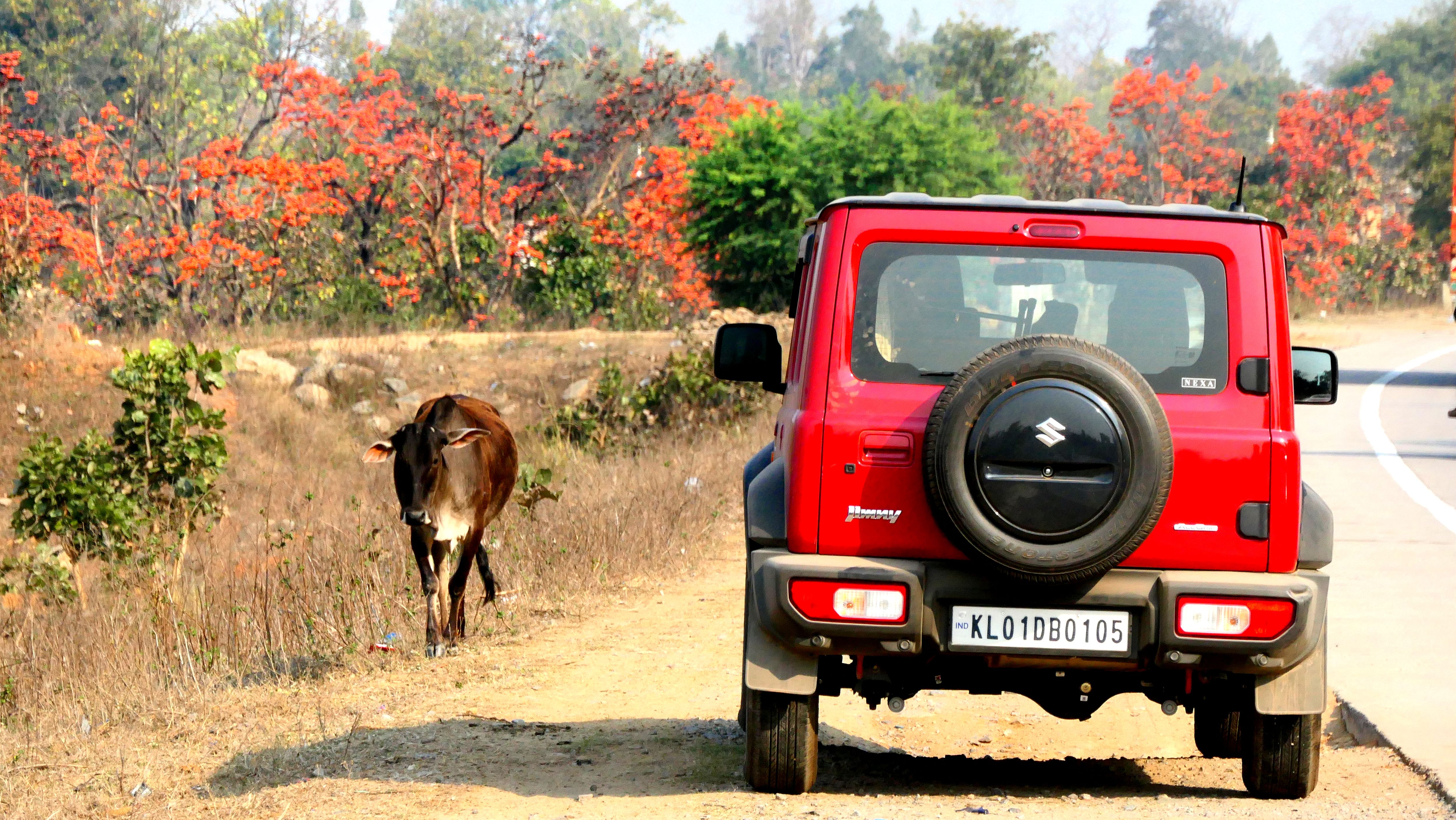അംബികാപുരിൽ നിന്ന്‌ ബോധ്‌ഗയയിലേക്കുള്ള വഴിയരികിൽ പൂത്തുനിൽക്കുന്ന മരങ്ങൾ