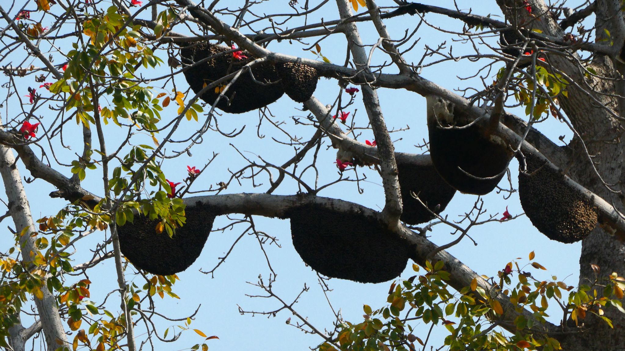 കാട്ടുതേനീച്ചകളുടെ കോളനി