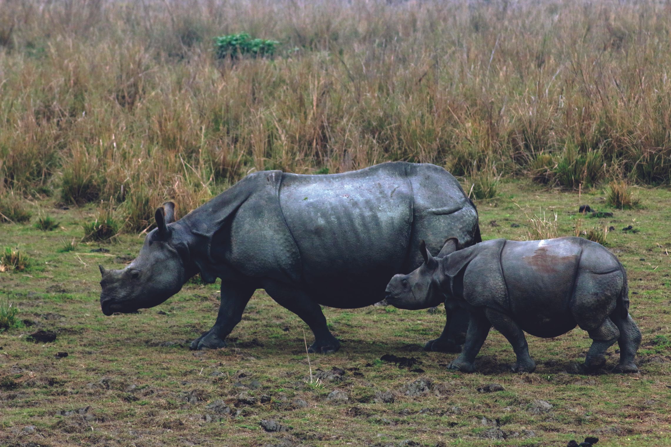 പോബിത്തൊറയിലെ കാണ്ടാമൃഗങ്ങൾ