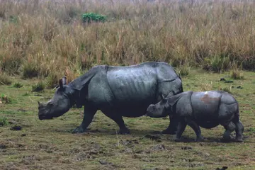 പോബിത്തൊറയിലെ കാണ്ടാമൃഗങ്ങൾ