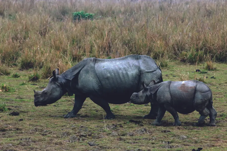 പോബിത്തൊറയിലെ കാണ്ടാമൃഗങ്ങൾ
