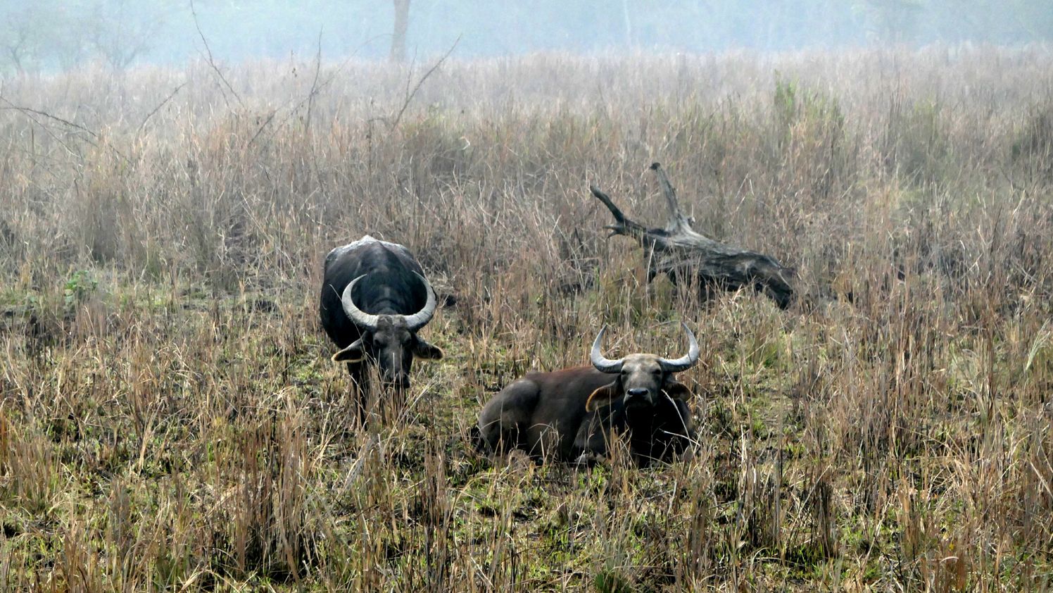 മാനസ്‌ നാഷണൽ പാർക്കിലെ കാട്ടുപോത്തുകൾ