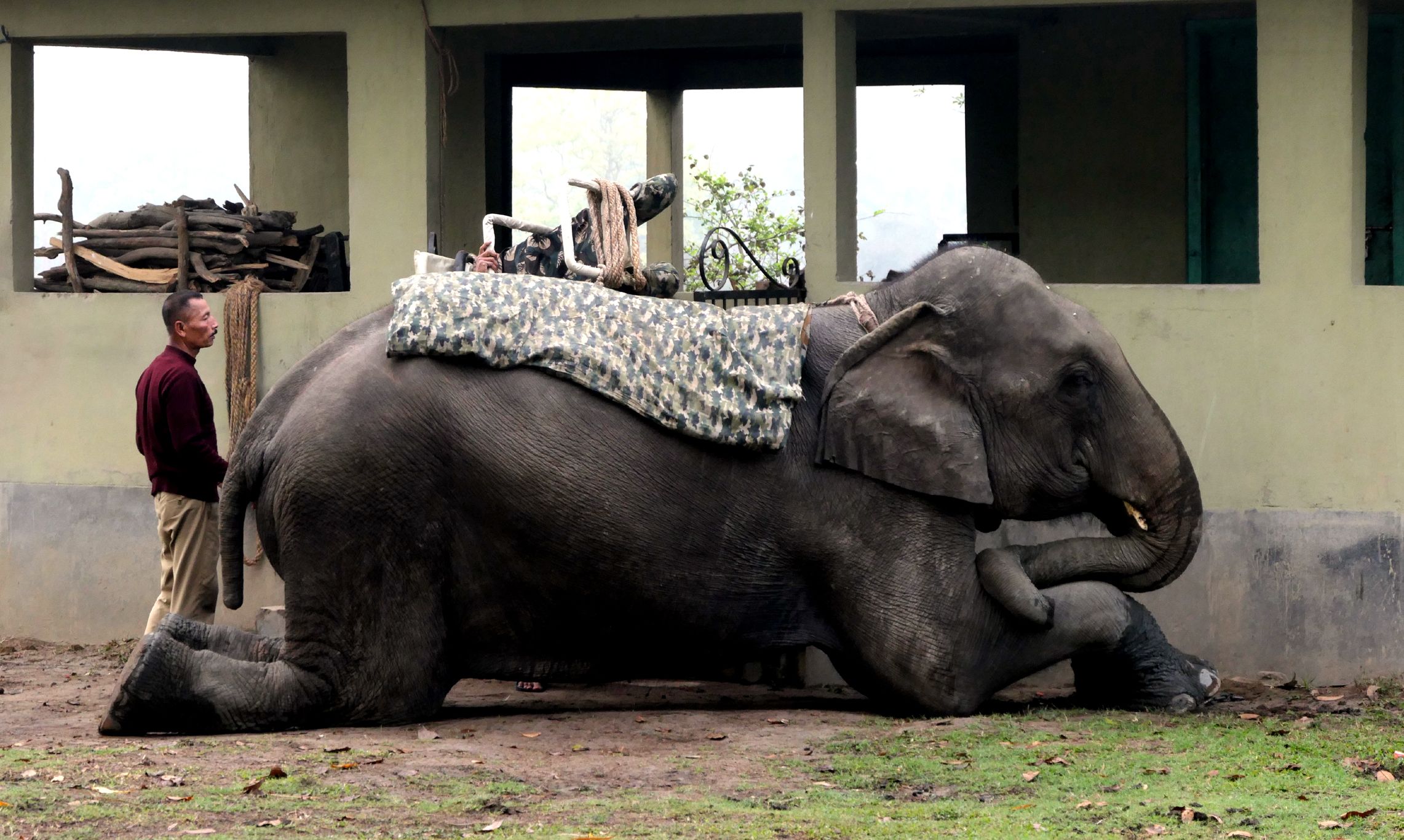 പോബിത്തൊറയിൽ സഫാരിക്കായി  ഒരുങ്ങിയ ആന