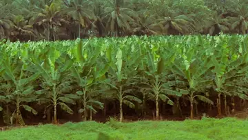 vaazha farming