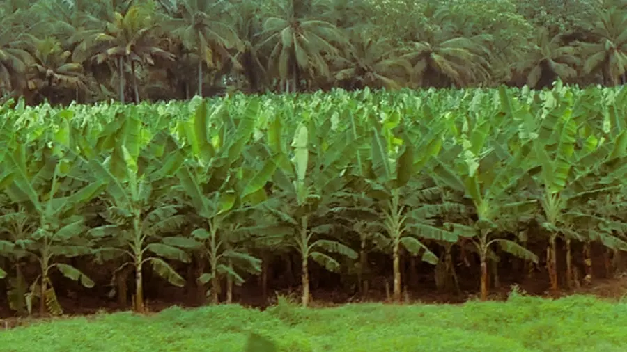 vaazha farming