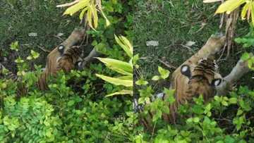 vaniperiyar tiger