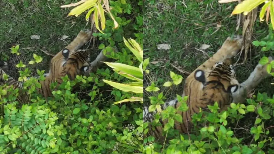 vaniperiyar tiger