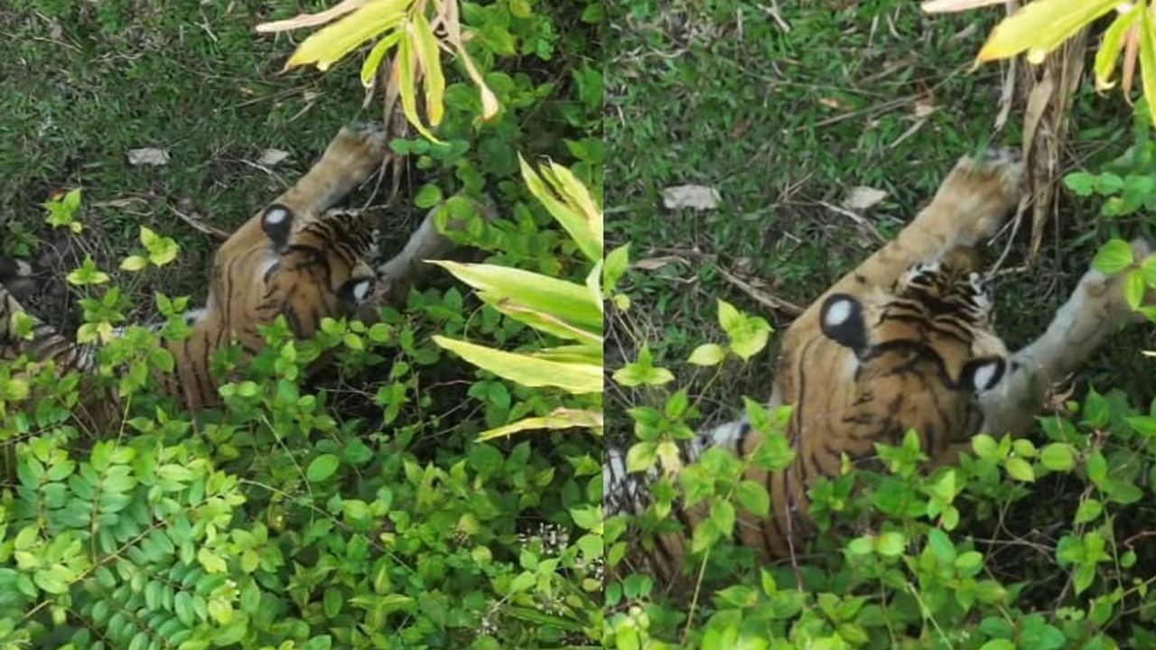 vaniperiyar tiger
