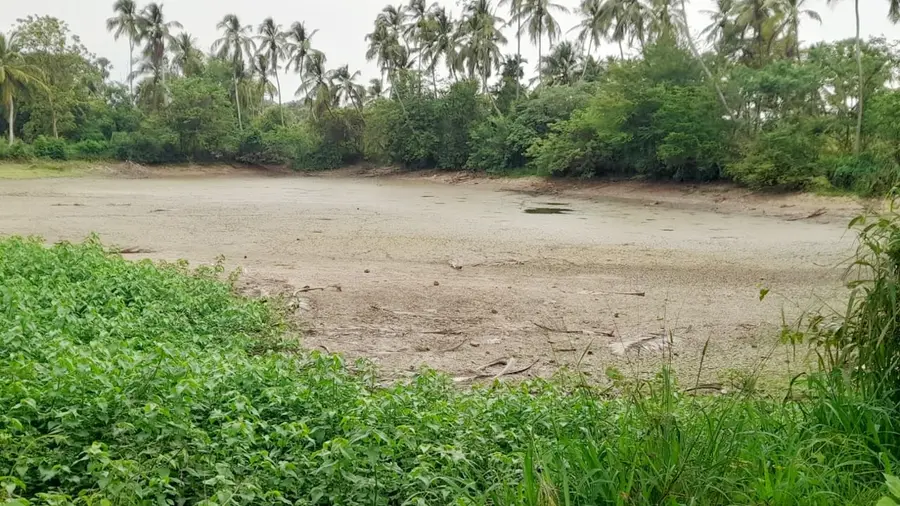 ചിറ്റൂർ പൊൽപ്പുള്ളിയിൽ നെൽകൃഷിക്ക് വെള്ളം ശേഖരിക്കുന്ന കുളം വറ്റിയ നിലയിൽ. സാധാരണ ജൂണിൽ കുളം നിറയാറുണ്ട്