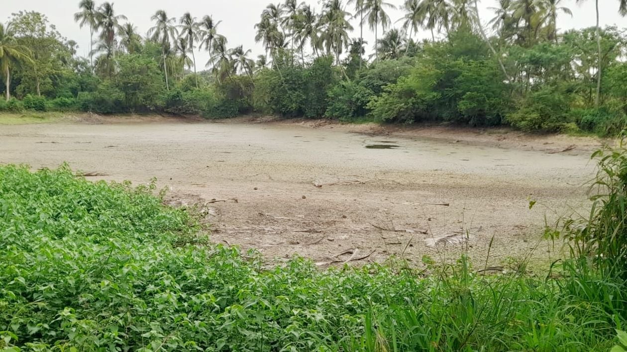ചിറ്റൂർ പൊൽപ്പുള്ളിയിൽ നെൽകൃഷിക്ക് വെള്ളം ശേഖരിക്കുന്ന കുളം വറ്റിയ നിലയിൽ. സാധാരണ ജൂണിൽ കുളം നിറയാറുണ്ട്