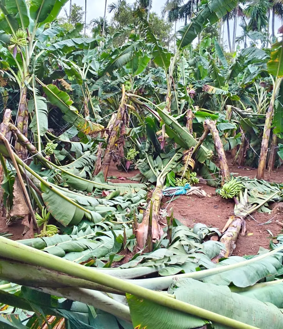 മിന്നൽ ചുഴലിയിൽ നശിച്ച വാഴത്തോട്ടം