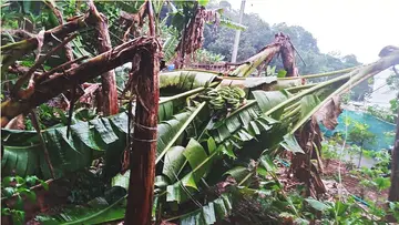 കള്ളിമൂട്ട് വിഗ്‌നിമലയില്‍ കാറ്റിൽ നശിച്ച ഞണ്ടന്‍കുഴി ജാസ്മിന്‍ ഷീജയുടെ പറമ്പിലെ വാഴകള്‍