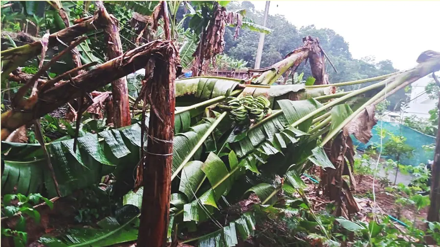 കള്ളിമൂട്ട് വിഗ്‌നിമലയില്‍ കാറ്റിൽ നശിച്ച ഞണ്ടന്‍കുഴി ജാസ്മിന്‍ ഷീജയുടെ പറമ്പിലെ വാഴകള്‍